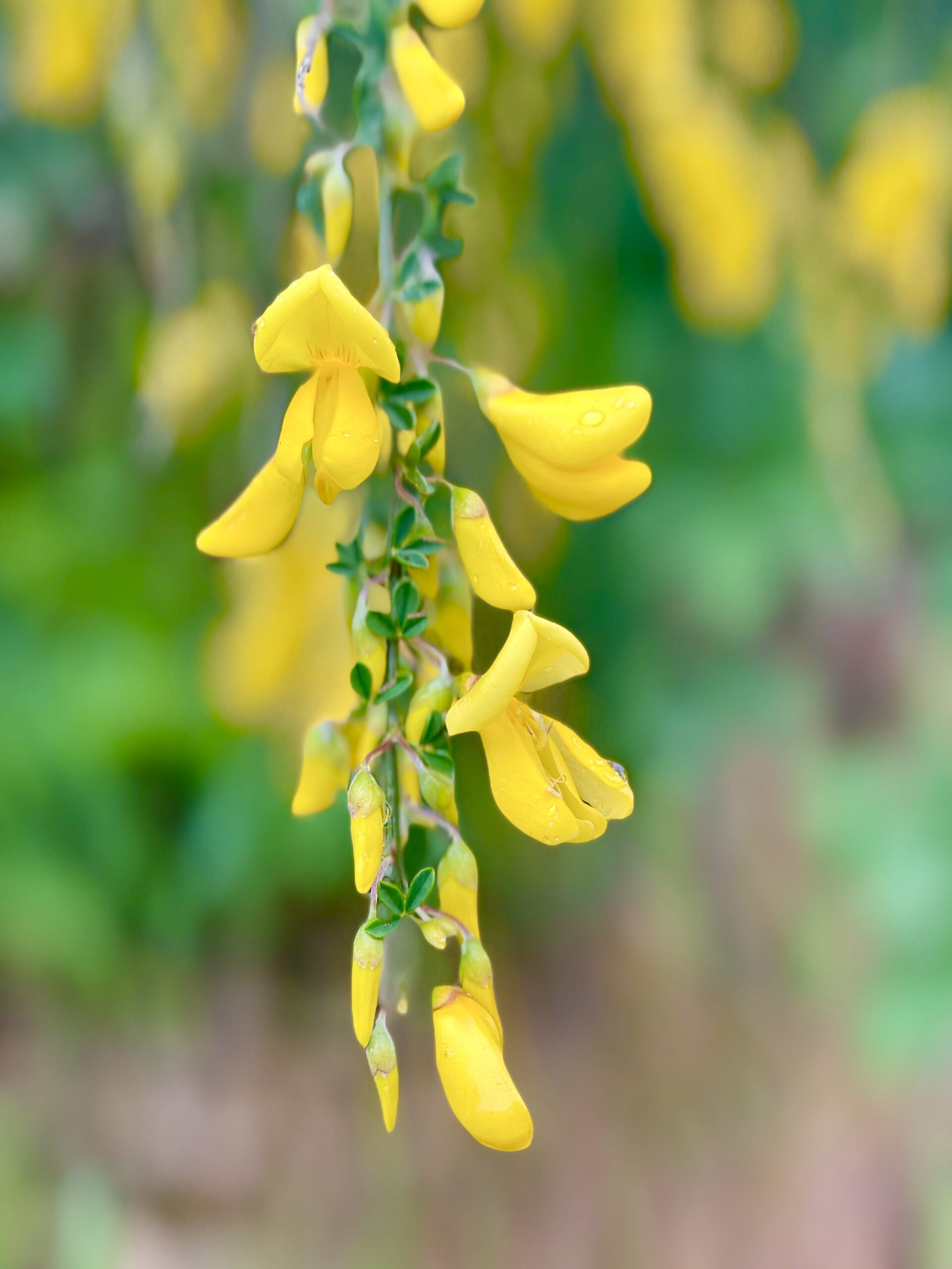 {"cameraType":"Dual","macroEnabled":false,"qualityMode":2,"deviceTilt":0.042556448778833911,"customExposureMode":0,"extendedExposure":false,"whiteBalanceProgram":0,"cameraPosition":1,"focusMode":0}