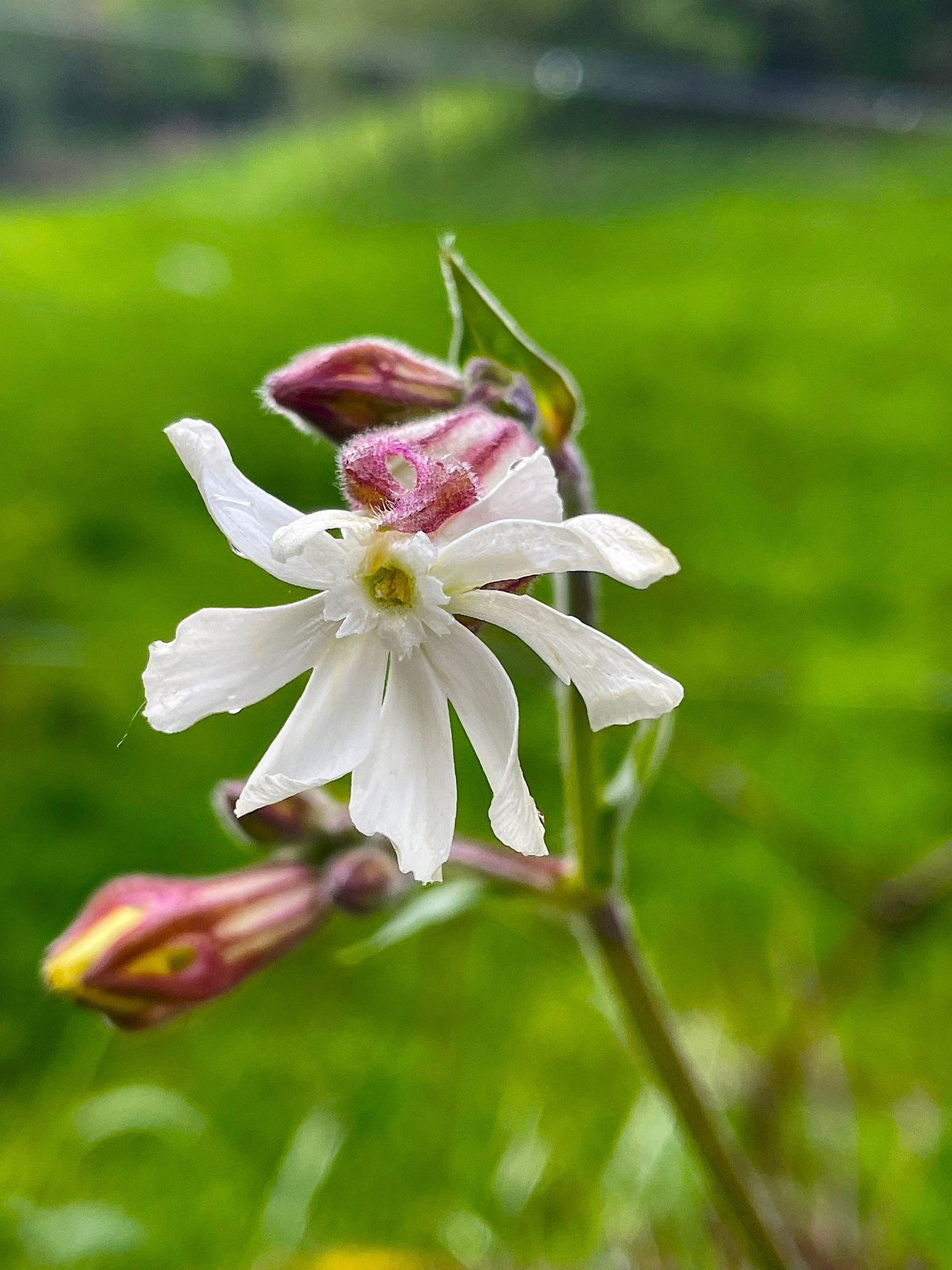 {"colorSpace":"kCGColorSpaceSRGB","cameraType":"Wide","macroEnabled":true,"qualityMode":2,"deviceTilt":-0.0030214349415640385,"customExposureMode":0,"extendedExposure":false,"whiteBalanceProgram":0,"cameraPosition":1,"focusMode":0}