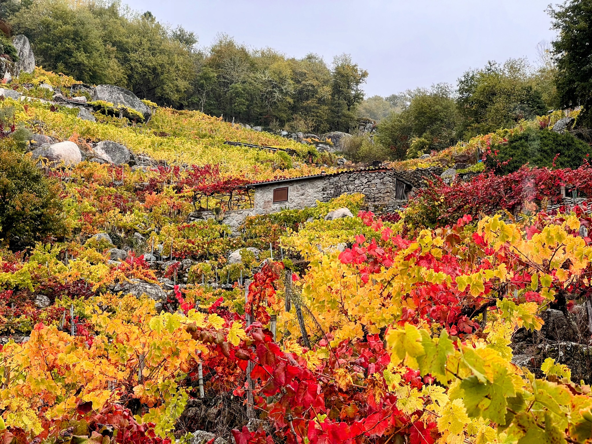 detalle-bancales-piedra-vinedo-ribeira-sacra