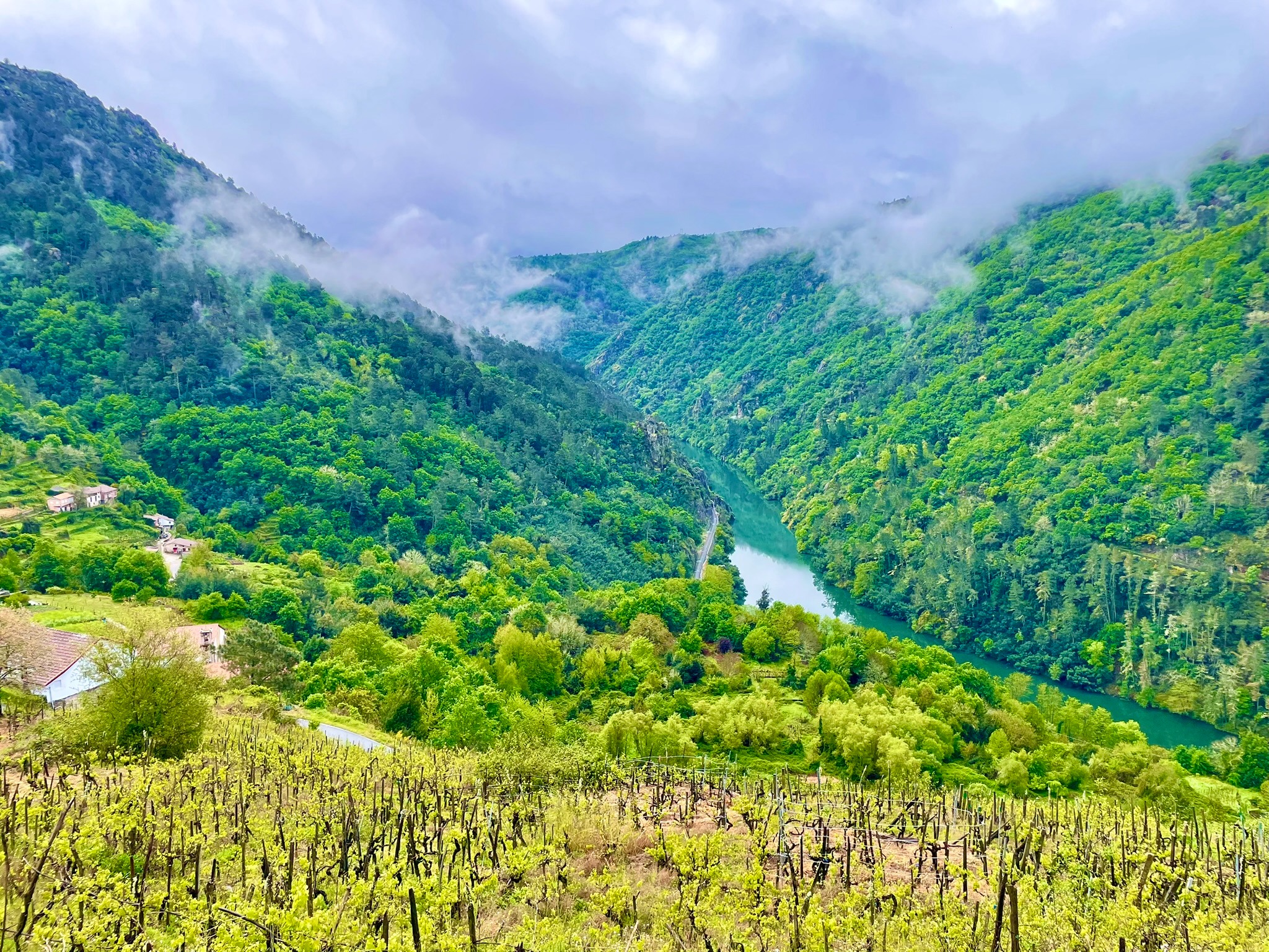 vinedos-amanecer-ribeira-sacra-niebla