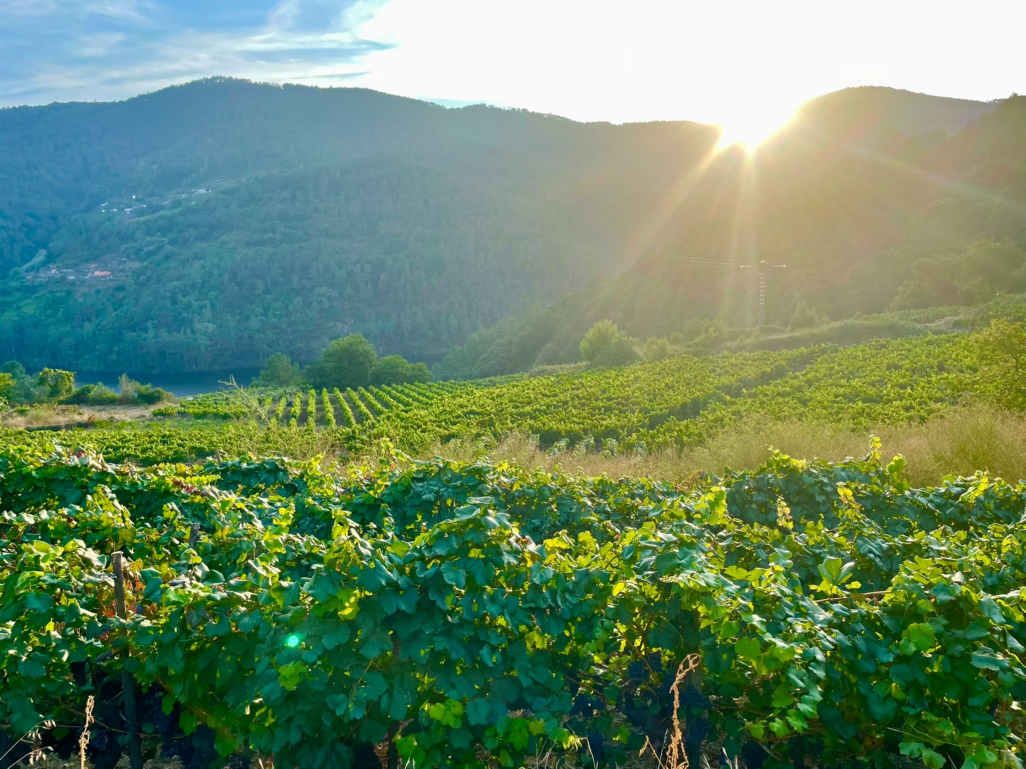vinedos-atardecer-casa-mina-rula-ribeira-sacra