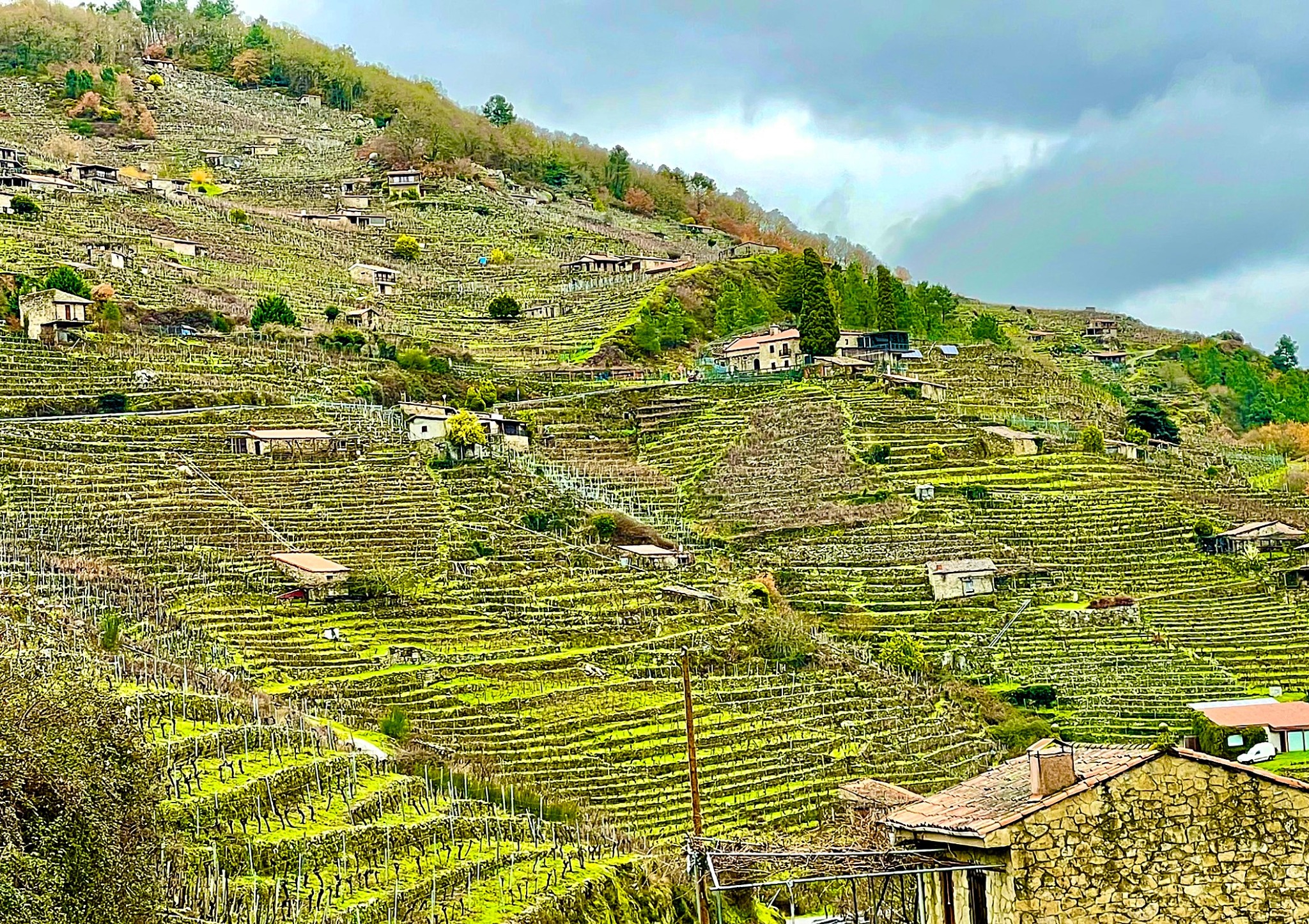 vinedos-escalonados-ribeira-sacra-rio