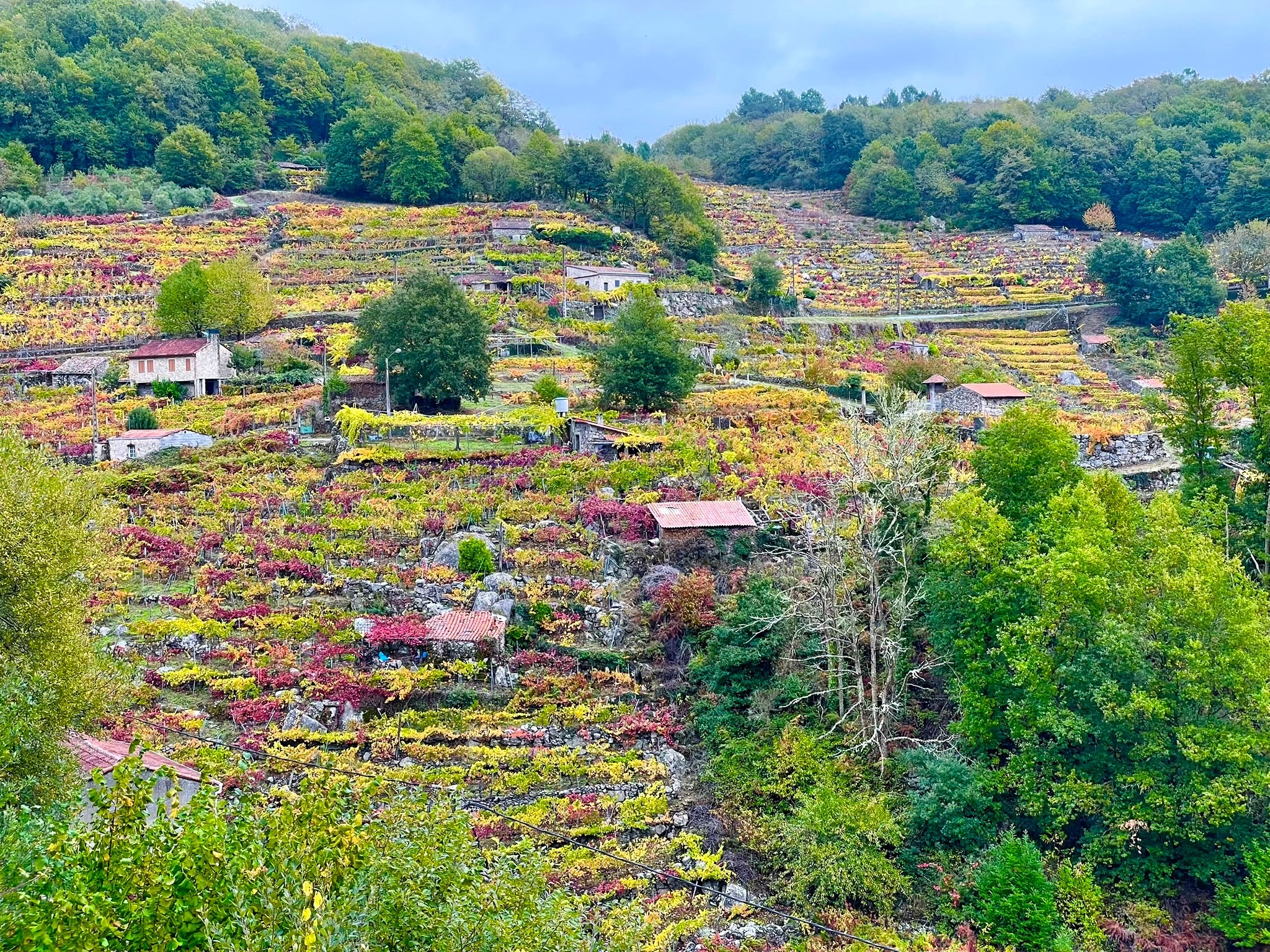 vinedos-valle-ribeira-sacra-paisaje-agua