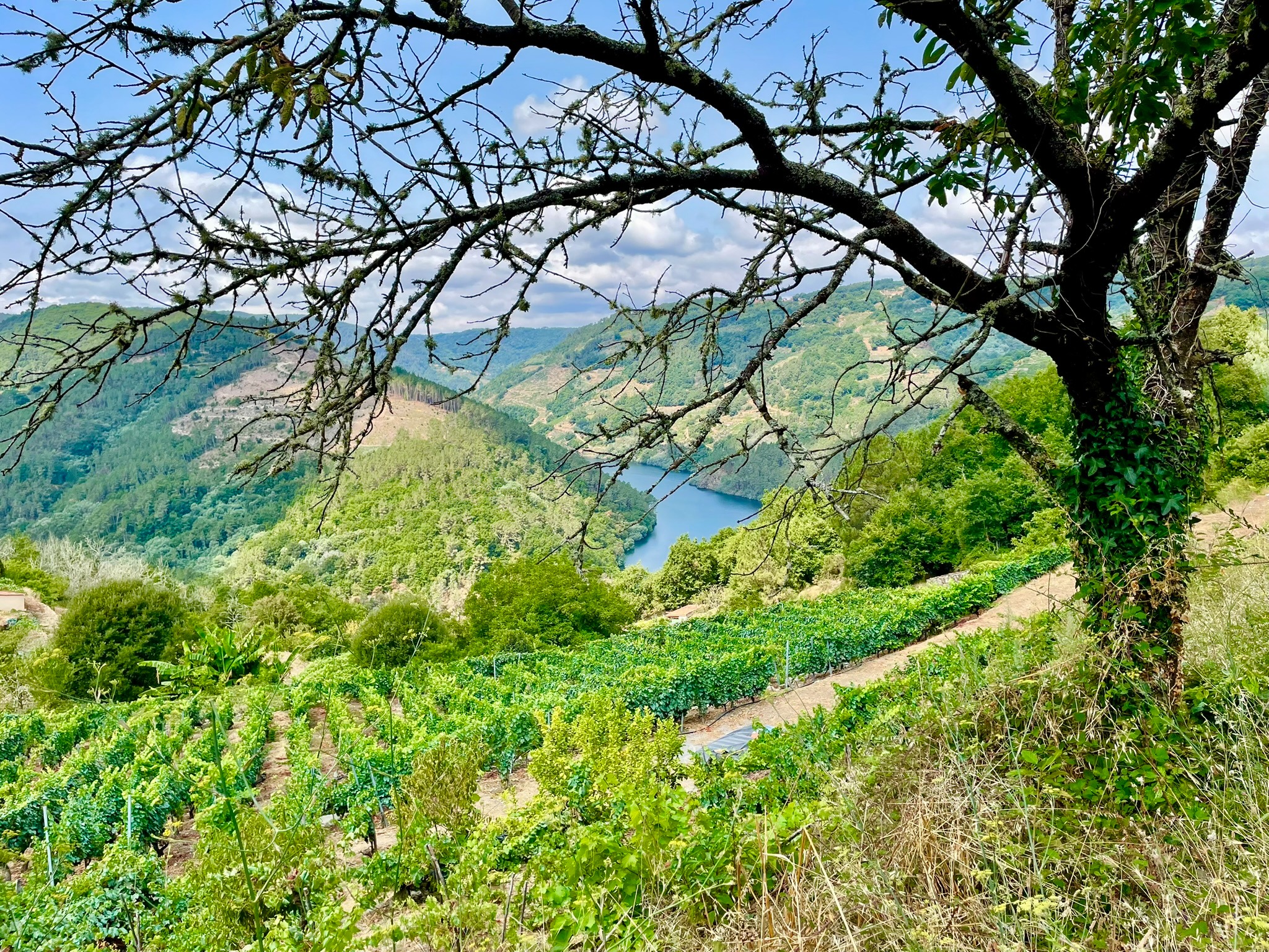 praia-da-cova-ribeira-sacra-vinedos-rio-mino-ruta-en-coche