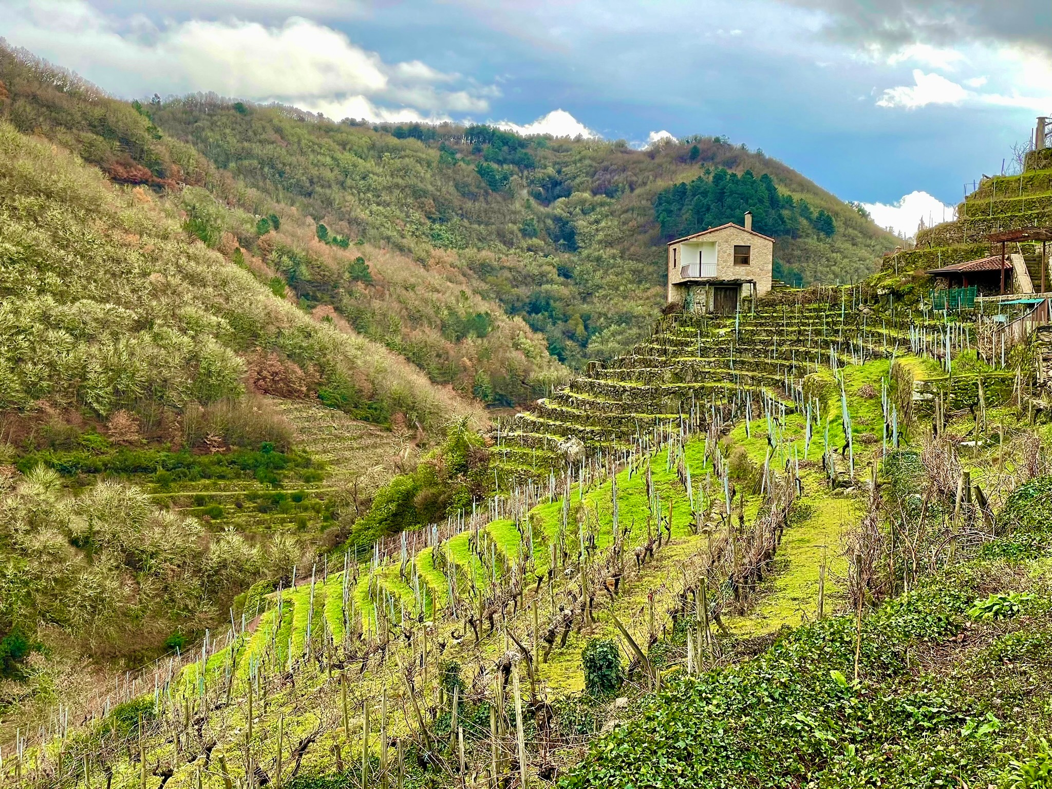 terrazas-viticultura-heroica-ribeira-sacra-mirador-do-mino-chantada